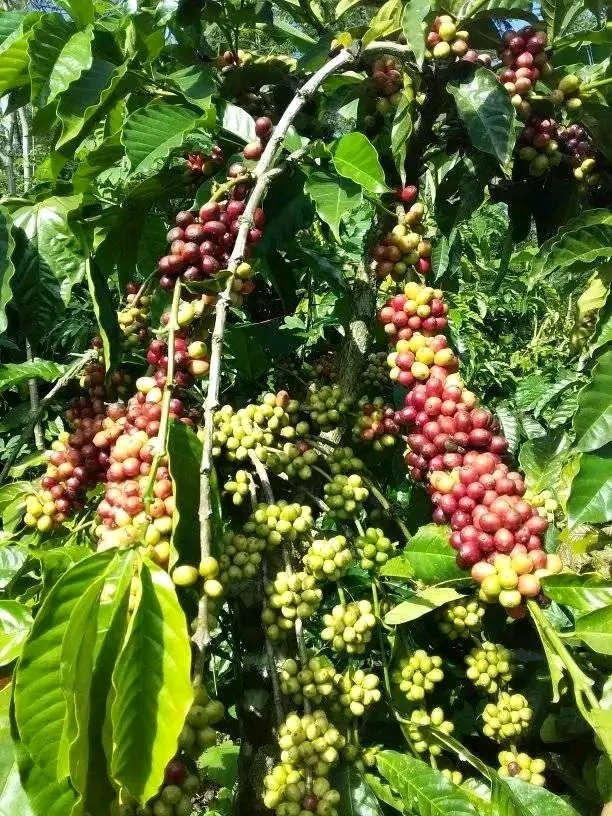 coffee,,,