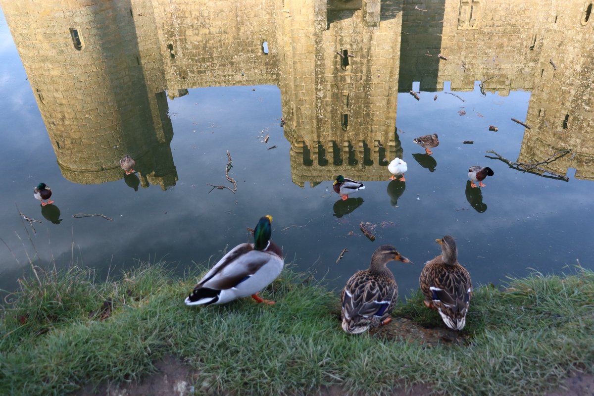 Hear ye, hear ye! 🦆

The grounds, shop, and tea-room are open daily from 10am to 4pm. The castle itself is open from 10am to 3.30pm, with the last entry at 3pm.

📸 National Trust/Lucy Evans