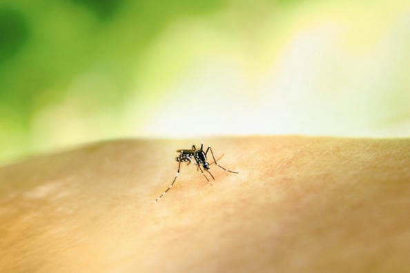 tooxique's tweet photo. Chikungunya : La Réunion en état d’alerte https://t.co/8JZU0XM4JS https://t.co/uvp6FXkbiO