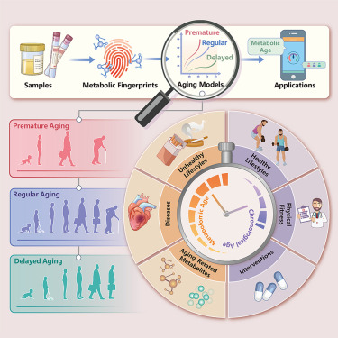Decoding aging clocks: New insights from metabolomics dlvr.it/THM2Q1