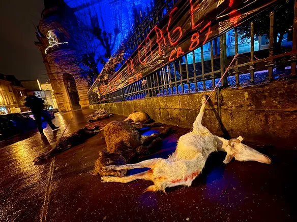 L214's tweet photo. Attacher des animaux morts à une grille en signe de protestation? 🤢

@coordinationrur, vous n'avez pas honte? https://t.co/nCMASoAFin