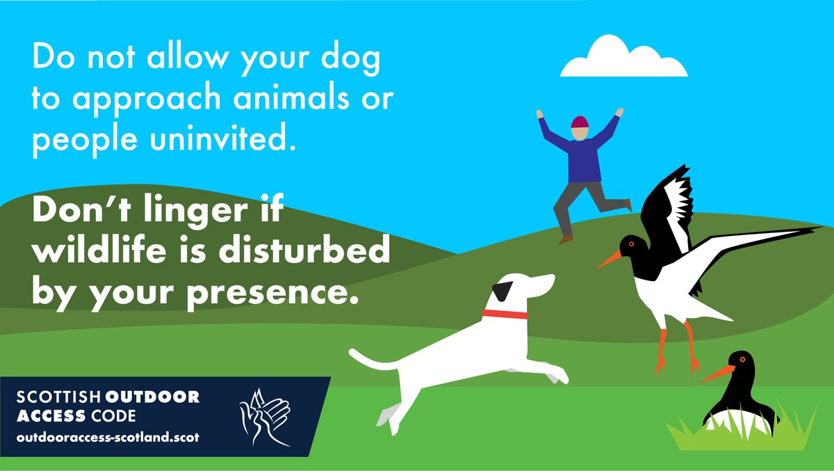 NatureScot's tweet photo. When an animal flies or runs away from you, it uses valuable energy and could get injured. It may also abandon a nest or young.
Keep your distance and have your dog close to you or on a lead to avoid this.
More tips: https://t.co/zhJZjapmJM
#KnowTheCode #RespectProtectEnjoy https://t.co/CLh6Wlf3pi