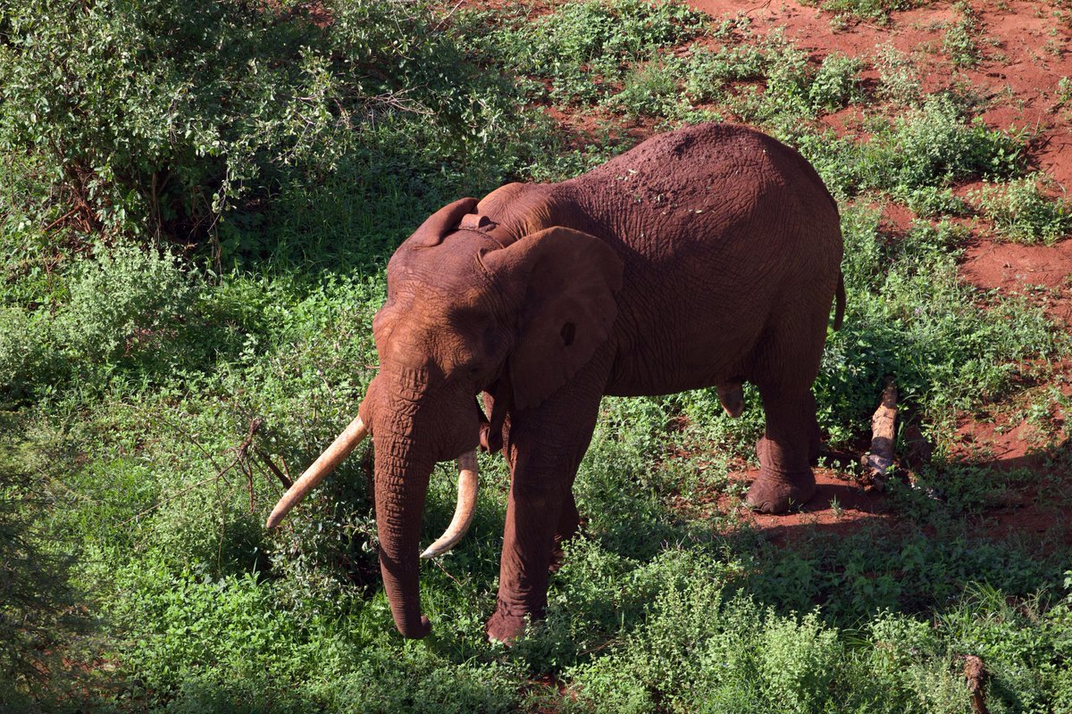 In Dec, MEP supported <a href="/kwskenya/">Kenya Wildlife Service</a> to translocate and collar 3 crop raiding bulls to Tsavo West National Park. Affectionately named Richard, Brian and Colin after three of MEP’s guardian angels, during a recent monitoring exercise, they appeared to be settling in at their new home.