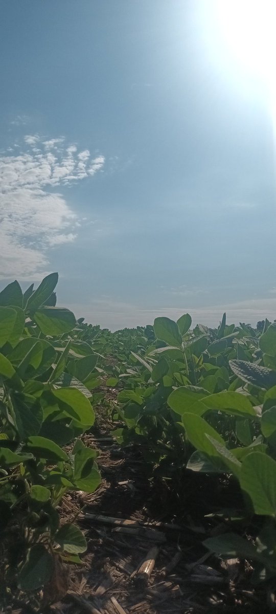 PabloBritosalz's tweet photo. Visitamos a nuestro distribuidor de Los Toldos y revisamos la #Nord4625E
@ALZ_Agro https://t.co/y2a2Uztbaz