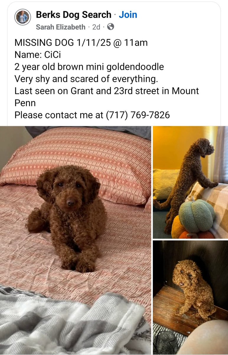 Stephy_Monster's tweet photo. Lost dog in Berks County, PA! Please help find her and bring her home safely 🙏 

#berkscountylostdog #findcici #berksdogsearch #centralberkspolice #antietamneighborhoodwatch https://t.co/TxwCJLuPVP