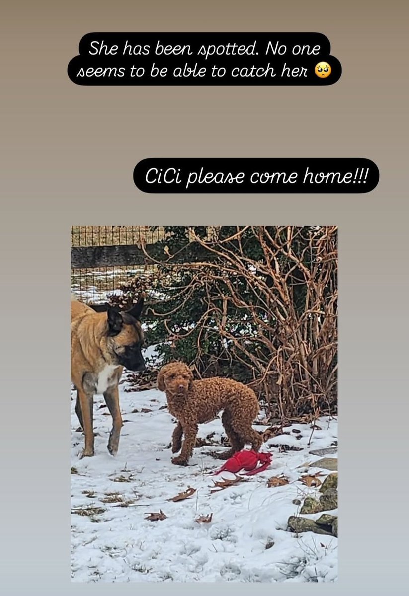 Stephy_Monster's tweet photo. Lost dog in Berks County, PA! Please help find her and bring her home safely 🙏 

#berkscountylostdog #findcici #berksdogsearch #centralberkspolice #antietamneighborhoodwatch https://t.co/TxwCJLuPVP