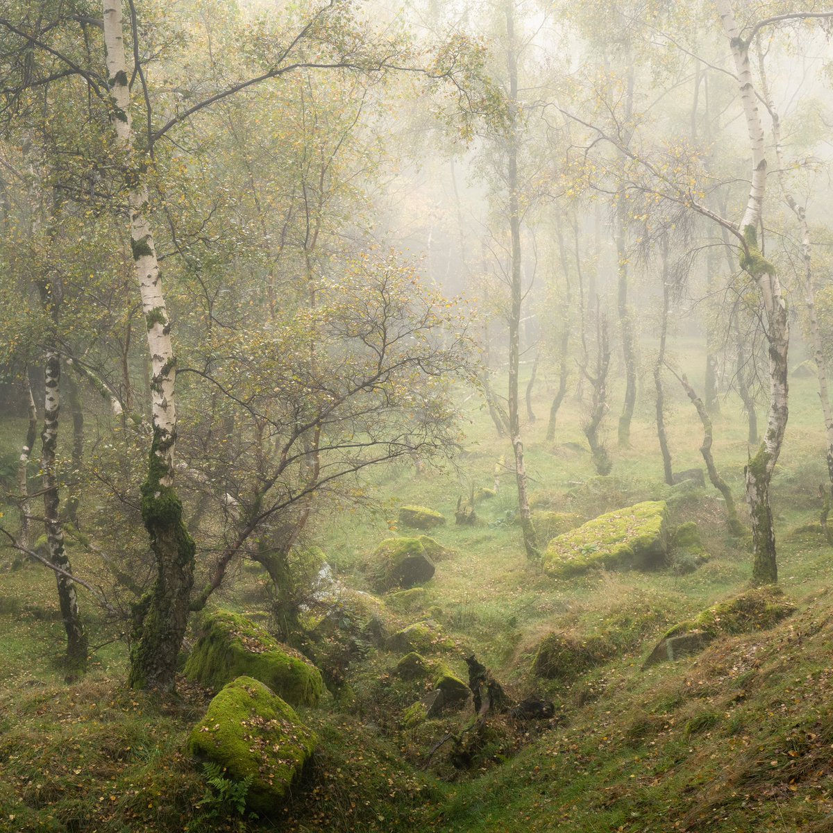 MarcRobbinsPho1's tweet photo. Birch and stone. https://t.co/J9eGMmlxZx