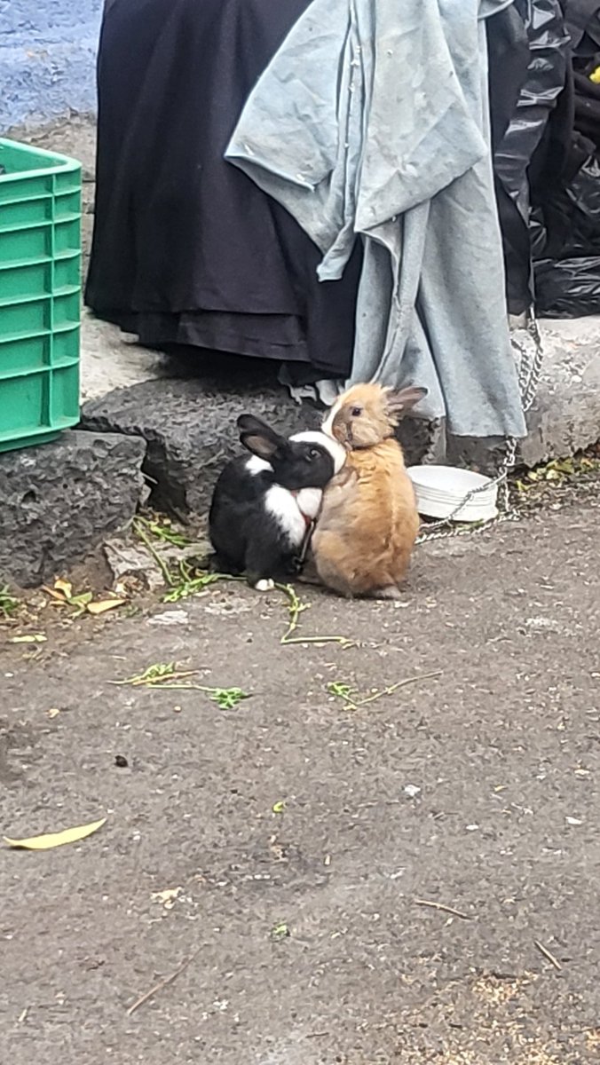 diana_zb's tweet photo. @AlessandraRdlv Que padre que festejemos tu cumple pero ayúdanos a que las personas en situación de calle que maltratan animales,que secuestran la calle, que se orinan y drogan cerca de escuelas y niños sean reubicados no es posible que ahora además de animales tengan niños en lugares insalubres https://t.co/9vA1ROdTiP