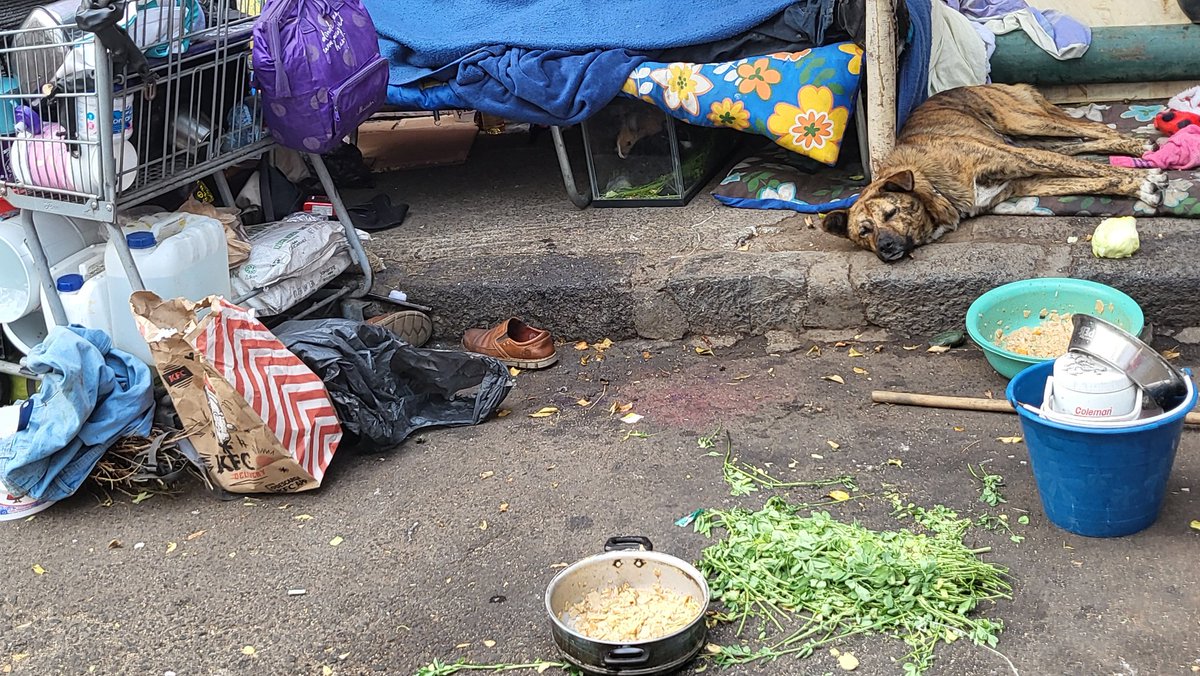 diana_zb's tweet photo. @AlessandraRdlv Que padre que festejemos tu cumple pero ayúdanos a que las personas en situación de calle que maltratan animales,que secuestran la calle, que se orinan y drogan cerca de escuelas y niños sean reubicados no es posible que ahora además de animales tengan niños en lugares insalubres https://t.co/9vA1ROdTiP