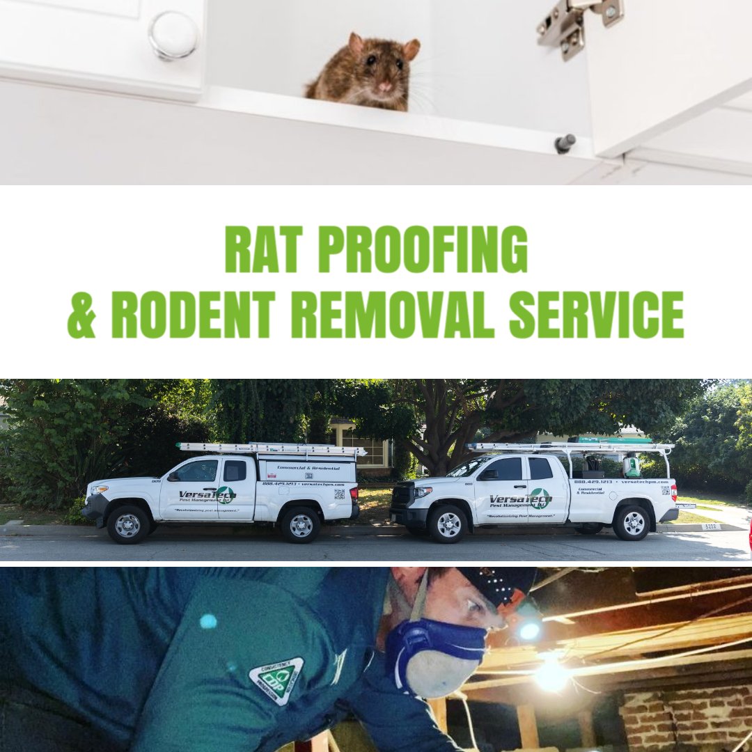 VersaTechPM's tweet photo. Are you looking for guaranteed rodent pest control & exclusion services in #SanDimas or #LosAngeles? Versa-Tech® is here for you with trusted, effective #rodentcontrol solutions you can count on. Get your free quote & protect what matters most!
#ratexterminator #rodentproofing https://t.co/FXeKBYkaay