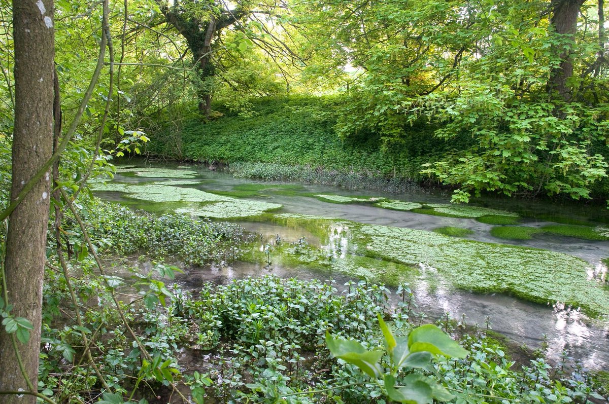 BBOWT's tweet photo. Only 11 British chalk streams have any legal protections, and they often fall short! @SarahGreenLD 's bill would deliver proper protections for our rarest river habitats. The 2nd reading is this Friday (17/01), is your MP going? Tag them below #SaveOurChalkStreams
📷 M Bailey https://t.co/66tBCVJAr4