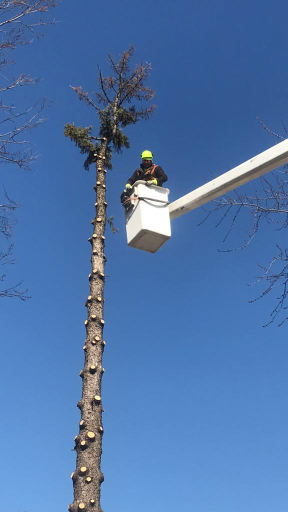 RJOzunasTreeSe1's tweet image. Tree thinning is crucial for healthy forest management and landscape beauty. Trust our professionals to thin your trees properly. Learn more by visiting our website.
#TreeThinning #ElmhurstIL
elmhursttreeremoval.com/contact