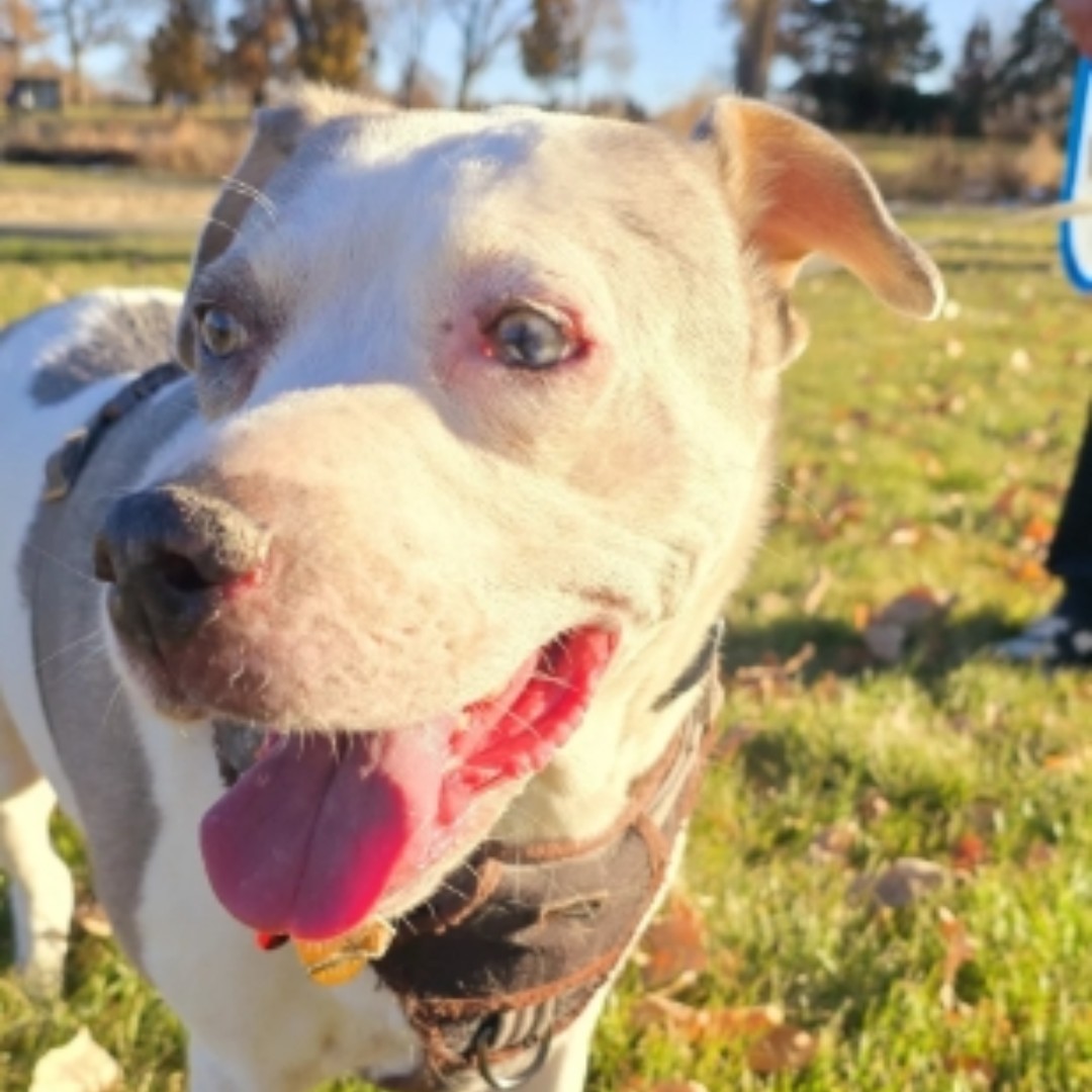 SPCAINT's tweet photo. π Maizy from PAWsitive Recovery has moved into a townhome with her owner! Her owner also has a new job, car, and fresh start, thanks to our amazing community! π #PAWsitiveRecovery #SPCAI #RecoverySupport #FosterSuccess #RecoveryRocks #SecondChances #HappyTail https://t.co/g1Fmu8Yoco