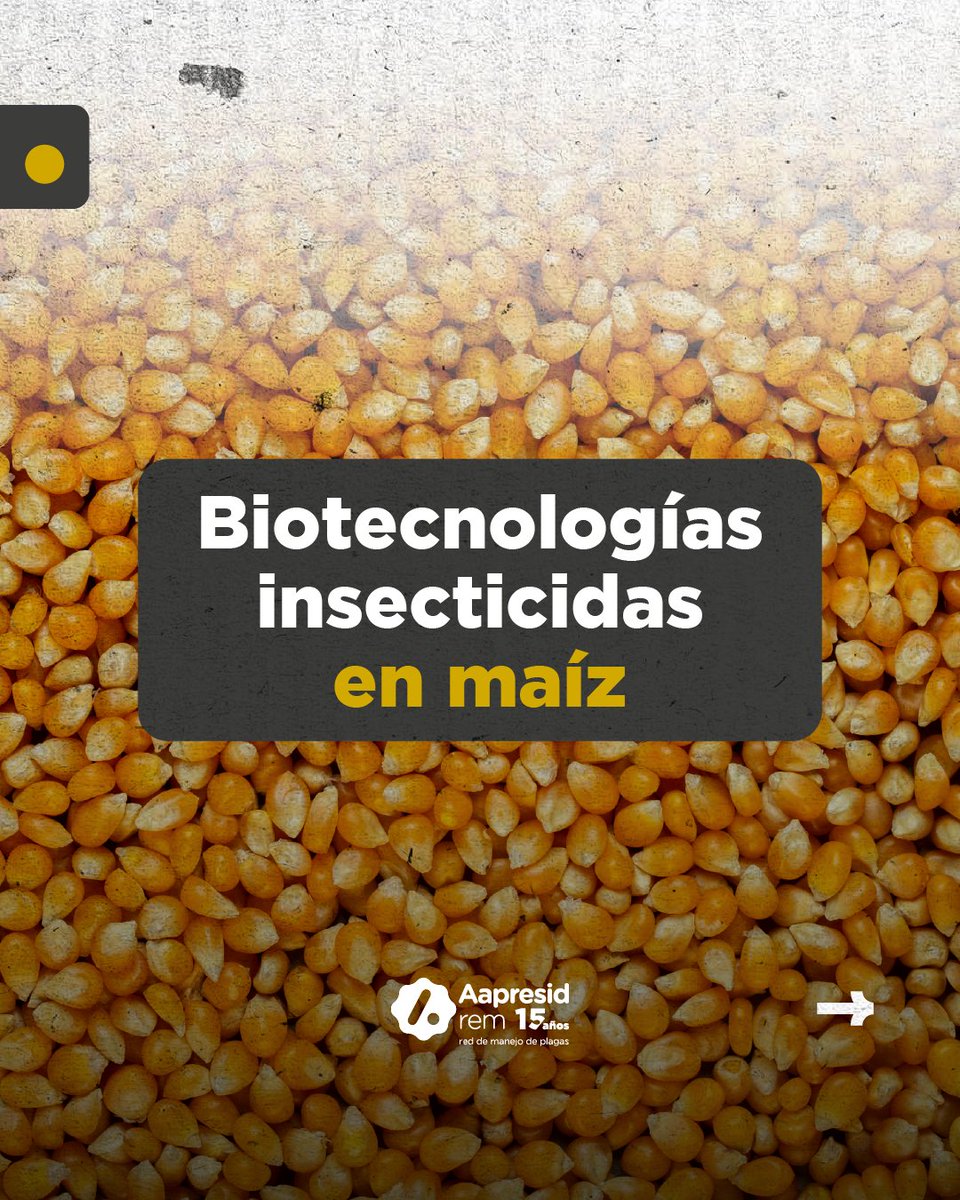 aapresid's tweet photo. Biotecnologías insecticidas en maíz 🌽

Desde el programa Red de Manejos de Plagas, te compartimos una herramienta clave con el detalle de las #biotecnologías presentes en maíz, plagas blanco y comportamiento a campo.

✅ La comunicación y el compromiso entre los productores, asesores y semilleros es clave para lograr un manejo eficiente.