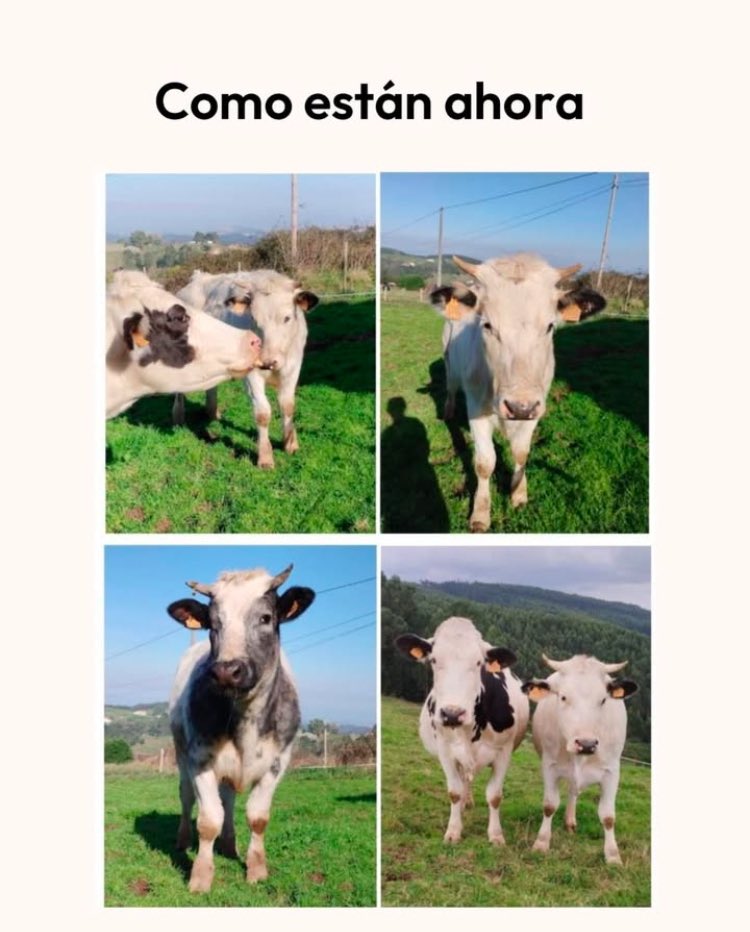 Mañana van a llevarse a estos individuos para ser ASESINADOS. 
Ningún político/a con cojones/ovarios va a hacer NADA. 
No veganos, transicionistas, y excusistas sois CULPABLES.
