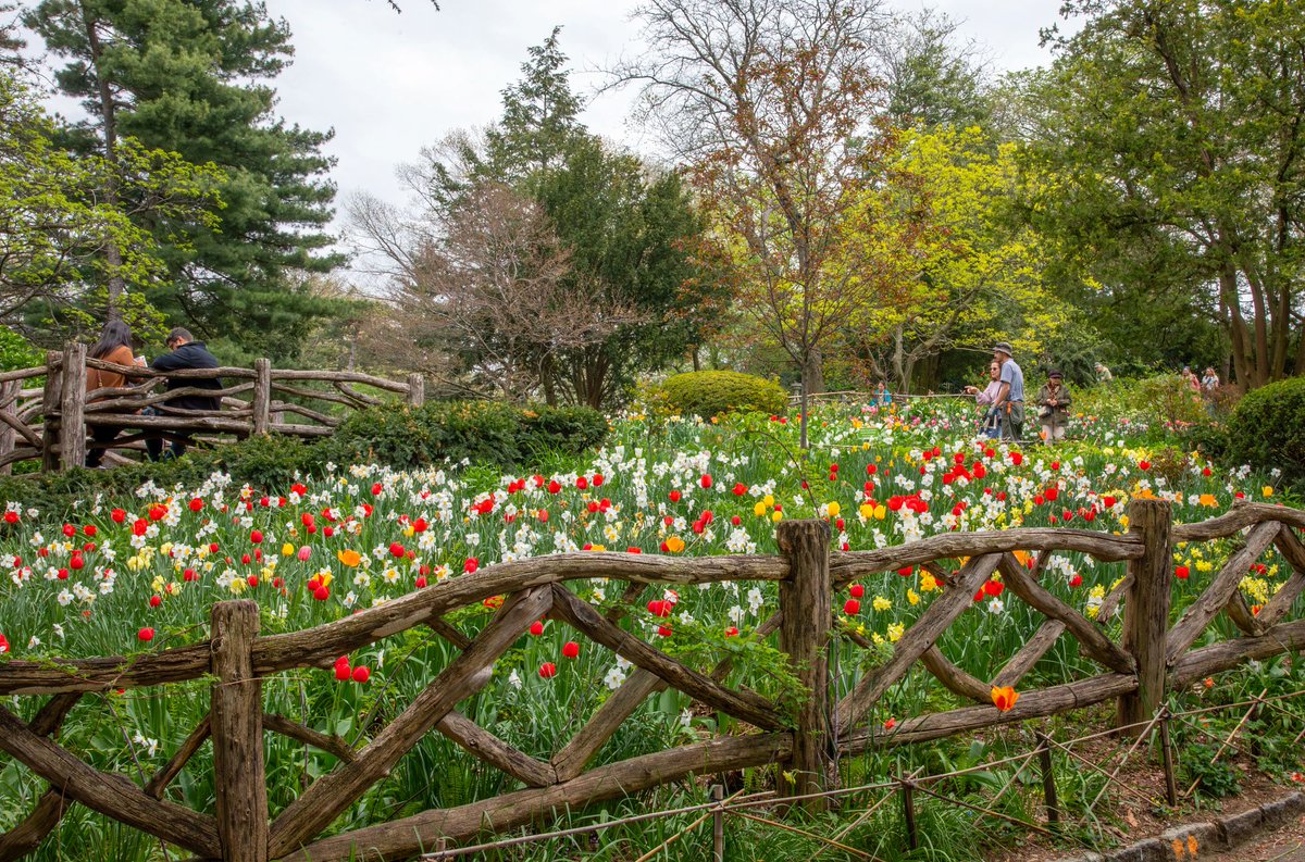Hydrangea serrata 'Fuji Waterfall', image size:1200x793