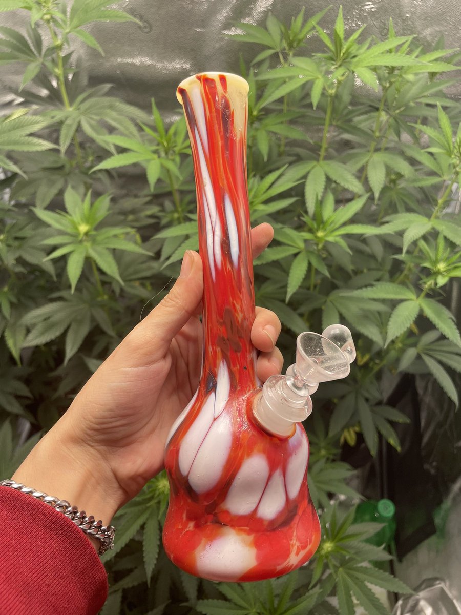 pawsonpolygon's tweet photo. Good morning, Grassheads! 🦌

Today on Cannathoughts with Connie, we’ll be giving away a super awesome piece by @special_k_nft graciously donated by @cannamomconnie! ✨🎉

To enter the giveaway ;

Follow @_OTGOFFICIAL & @cannamomconnie 

Like, RT & Tag 2 stoner friends 

MUST be in tonight’s space! 

Good luck everyone! Space link will be posted down below. 🏃🏽‍♀️
