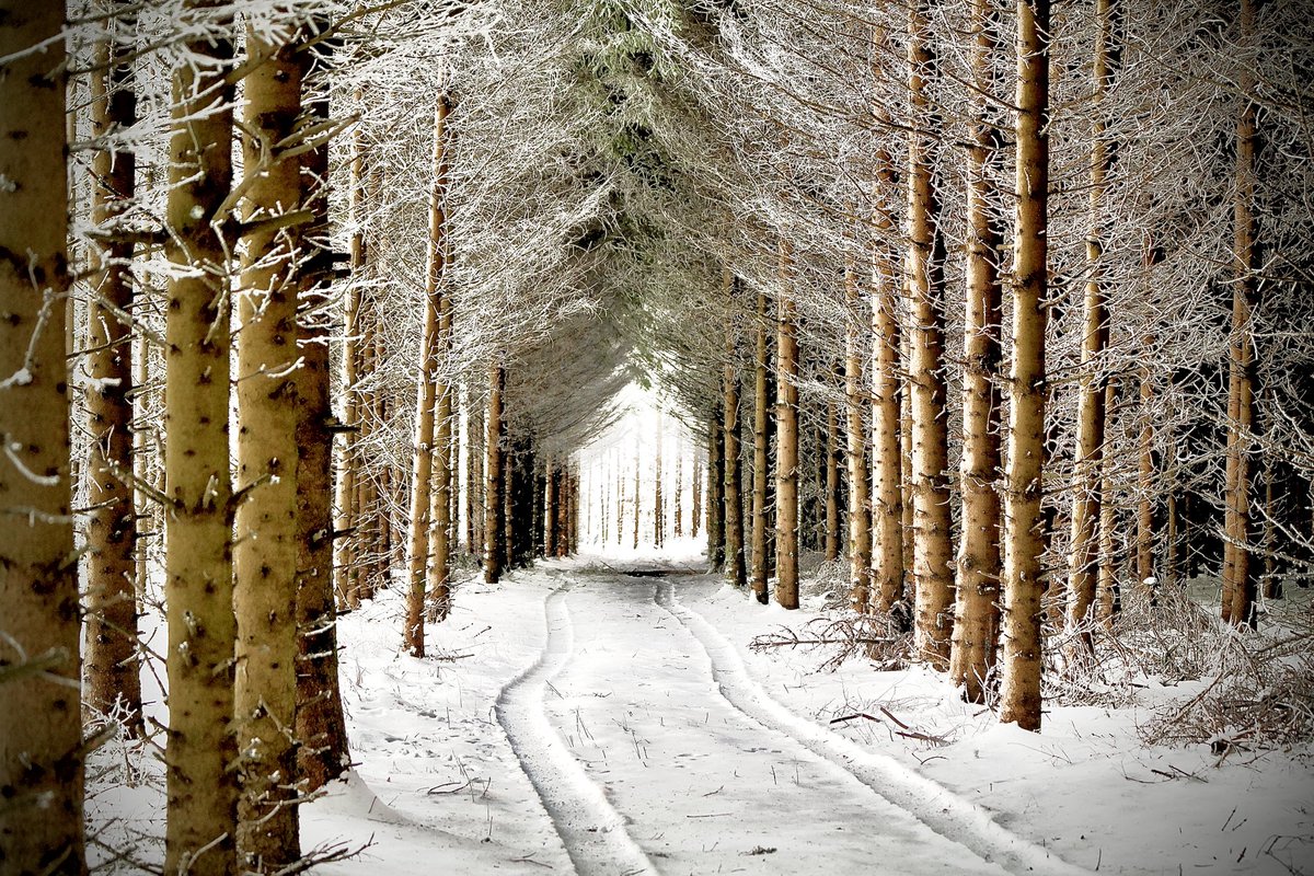like a gate that leads to another world, simply beautiful🌲❄️

#NaturePhotography #NatureBeauty #naturistfamily #naturelovers #NaturistLifestyle #NaturalSelection #PictureOfTheDay #picture