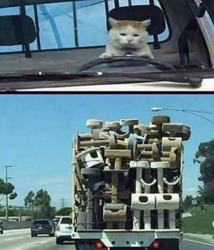 cats with jobs 🛠 (@catworkers) on Twitter photo 