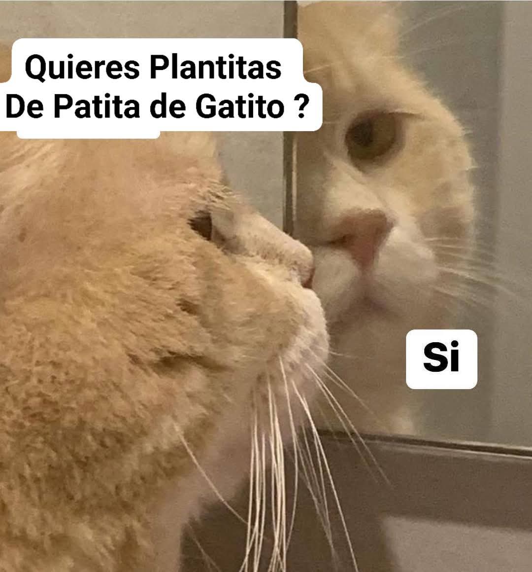 JcrosasG's tweet photo. Buenos dias iniciamos la caminata del dia de hoy estare en estos puntos. 🐱
$ 50 Pesitos  la plantita de Patita de Gatito 🐾
📍 Calimax delegacion Villa Fontana.
📍 Panteon Villa Fontana.
📍 Coppel Cucapah.
📍 Dax Cucapah.
Recuerda si no me miras me mandas mensaje y me acerco 📩 https://t.co/oQncM9fZbM