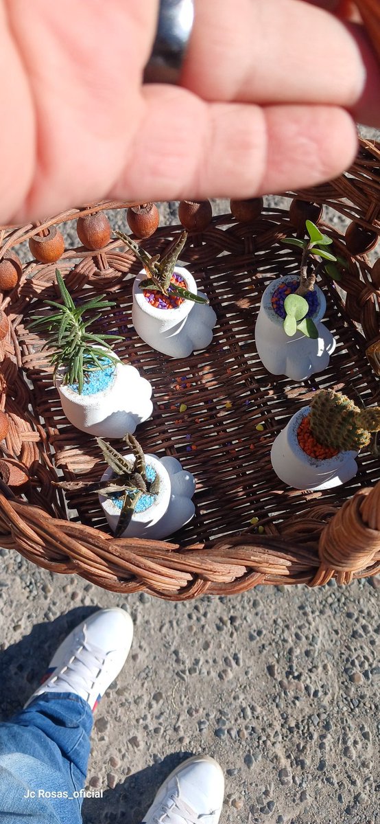JcrosasG's tweet photo. Buenos dias iniciamos la caminata del dia de hoy estare en estos puntos. 🐱
$ 50 Pesitos  la plantita de Patita de Gatito 🐾
📍 Calimax delegacion Villa Fontana.
📍 Panteon Villa Fontana.
📍 Coppel Cucapah.
📍 Dax Cucapah.
Recuerda si no me miras me mandas mensaje y me acerco 📩 https://t.co/oQncM9fZbM