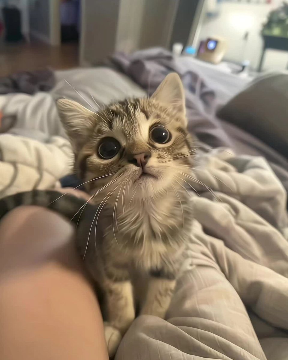 CuteCatsMagic's tweet photo. https://t.co/SalxKMiC7C