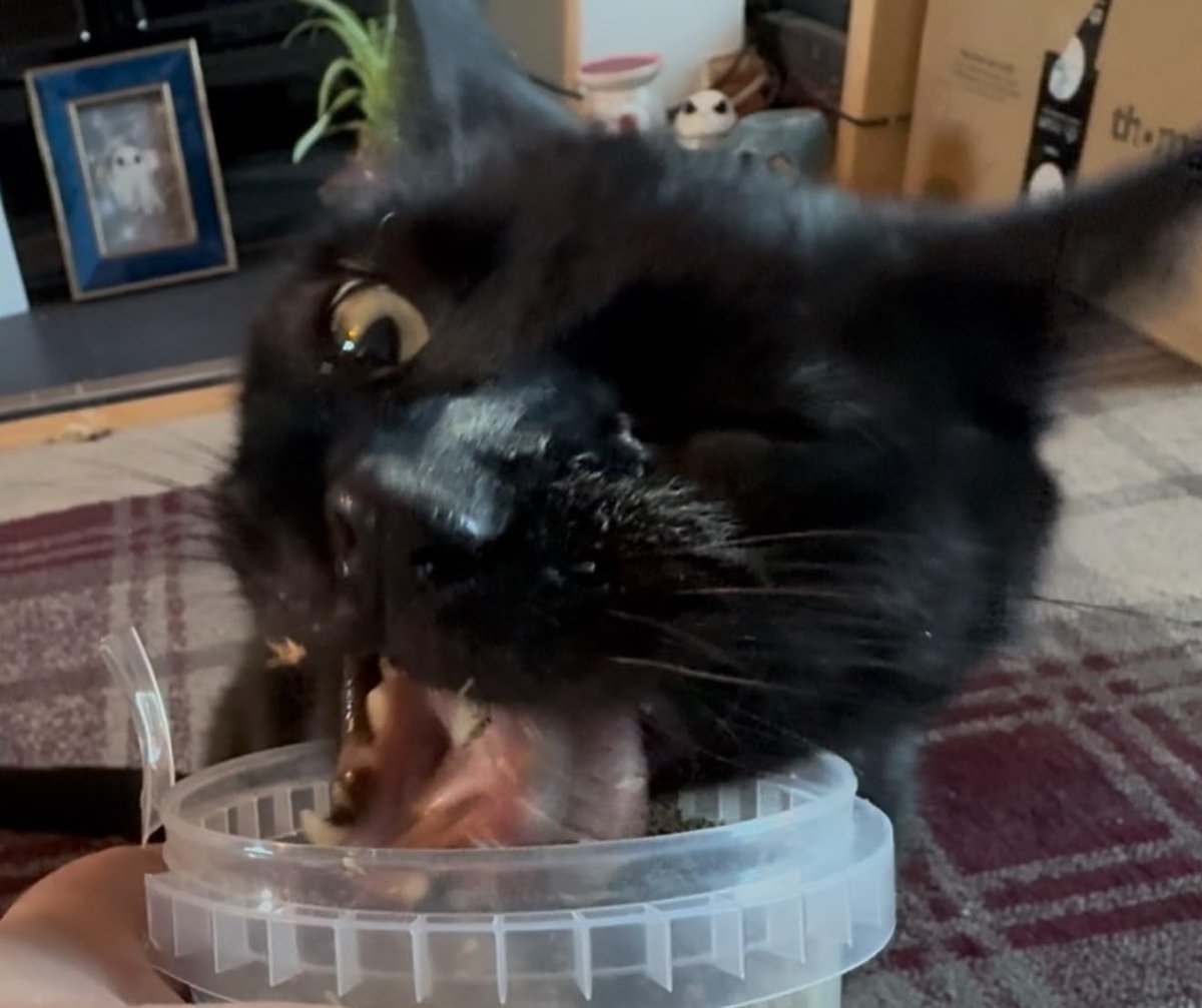 Cat FurNature tweet media