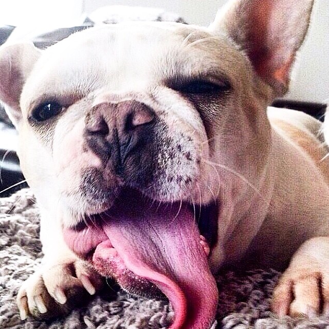 Dogs are God’s way of apologizing for your relatives.

#petsluver #dogs #dogsoftwitter #pets