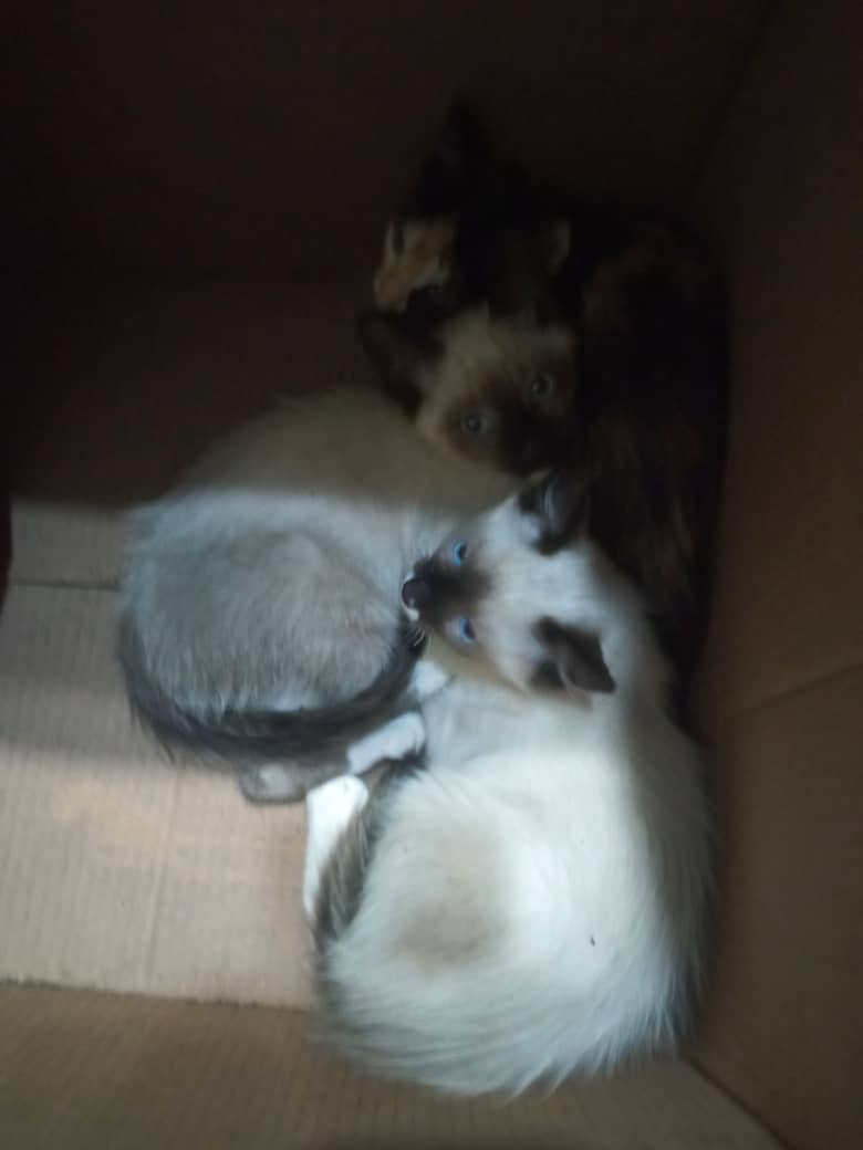 Estos tres gatitos bebes  siameses están en adopción +58 424-1862954 favor difundir para ayudarlos a encontrar hogar