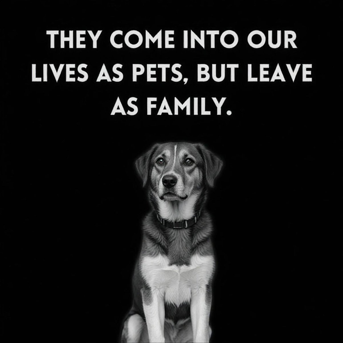 𝕏 Dogs (@_xdogs) on Twitter photo 