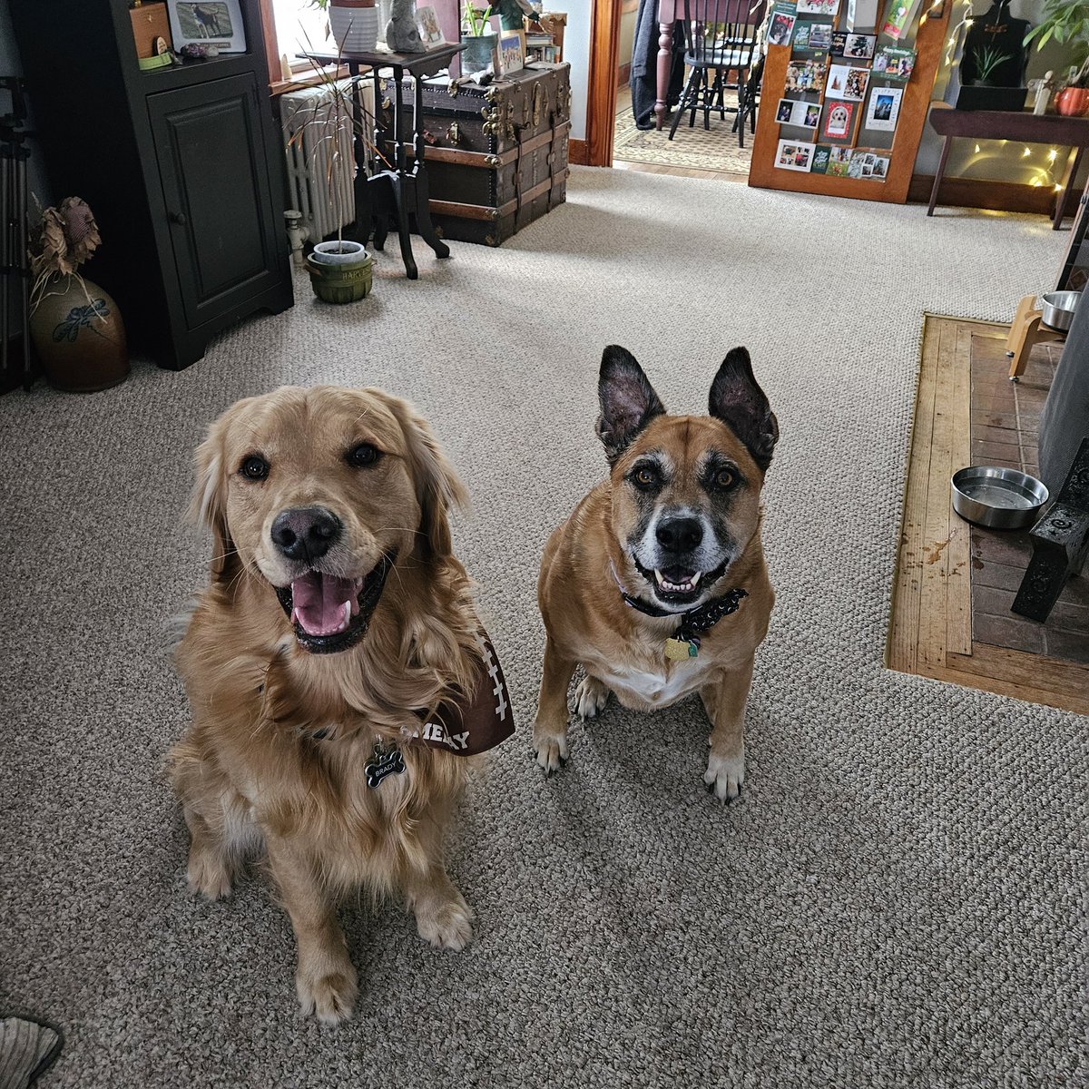 FreyasMuttHut's tweet photo. It's #TongueOutTuesday and Brady day! If you need us, we will be zooming in the snow, eating treatos, and sploring the woods! Mommy saw it is #DressUpYourPetDay and we said Heck NO! So dis is what you gets ๐คฃ Lubs!
#DogsofTwittter #tuesdayvibe #boyfren https://t.co/NFiyjQwR7t