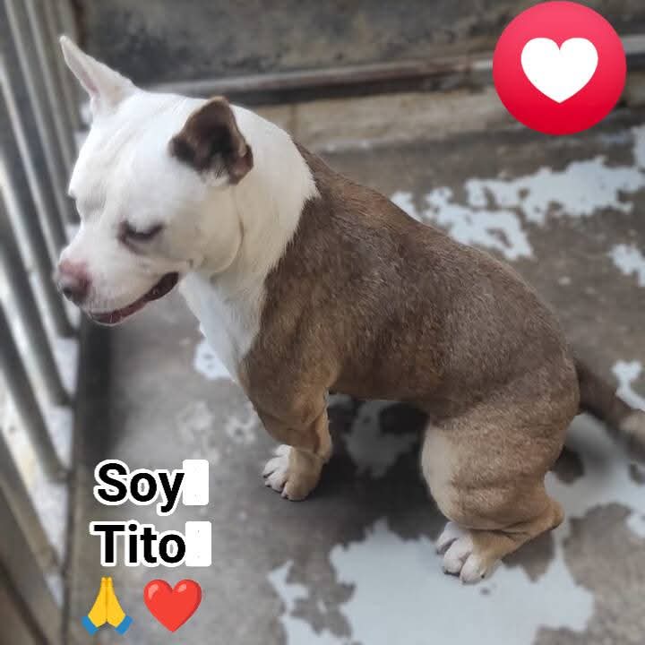 Albergue Bañaderos Gran Canaria 

ENTRADA NUEVA 

TITO es un mestizo PPP, adulto, No se sabe que esta perdido o abandonado.😞😞
Si es abandonada, necesita una persona o familia para siempre.
#adopta 
#GranCanaria 

PIDE CITA 👇 

albergueanimalesgrancanaria.com/Nuestros-Anima…