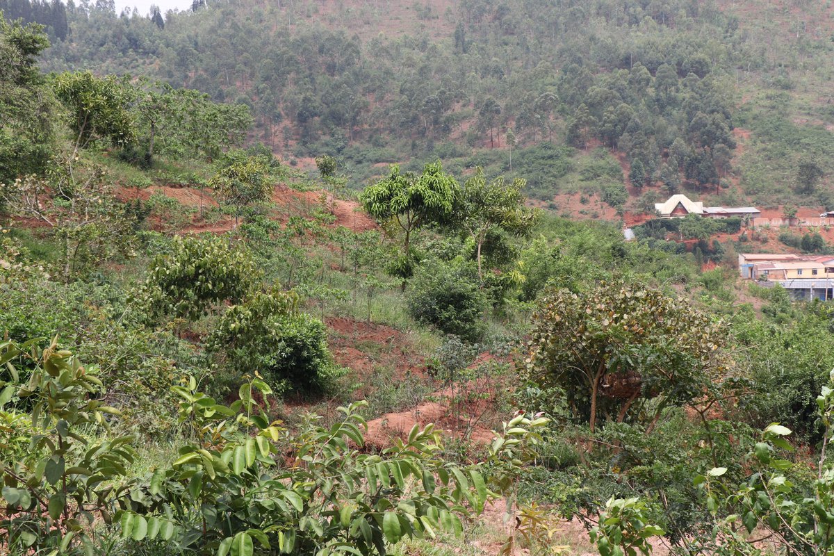 EcoAgriMedia's tweet photo. Exciting update for Rwanda's biodiversity: 
Through #COMBIOProject, RFA is embarking on emissions to identify and document newly discovered native tree species in eastern Rwanda. This initiative is a collaborative venture with CoEB and Enabel.
Via: @RwandaForestry
 ✍️:@JMukundente #BiodiversityResearch #RwandaFlora #ConservationScience