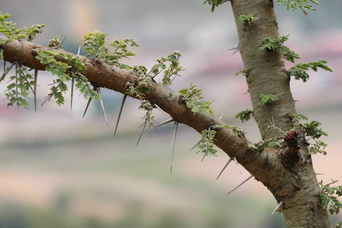 EcoAgriMedia's tweet photo. Exciting update for Rwanda's biodiversity: 
Through #COMBIOProject, RFA is embarking on emissions to identify and document newly discovered native tree species in eastern Rwanda. This initiative is a collaborative venture with CoEB and Enabel.
Via: @RwandaForestry
 ✍️:@JMukundente #BiodiversityResearch #RwandaFlora #ConservationScience