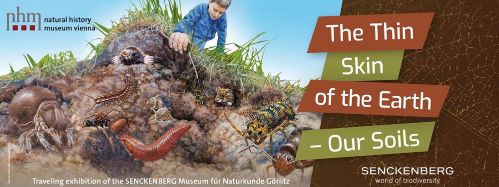 REMINDER: Vienna's Natural History Museum (Naturhistorisches Museum Wien) still has the 'Our Soils' exhibition running thru March 3rd.

Learn about what lives in our soil, and why preserving our soils is so important for all of us. 

#Oesterreich

nhm-wien.ac.at/en/the_thin_sk…