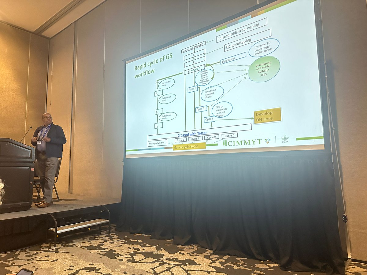 CGIARbreeding's tweet photo. ๐ฝAt #PAG32 @CIMMYT showcased its journey of innovation leveraging #AcceleratedBreeding support to reduce cycle length in maize breeding, adopting:
๐ The Archetype for Rapid Cycle Genomic Selection: https://t.co/KgrteZcTkH
๐ Early-stage on-farm testing: https://t.co/M8DwxgnidG https://t.co/DuJIe7aqFR