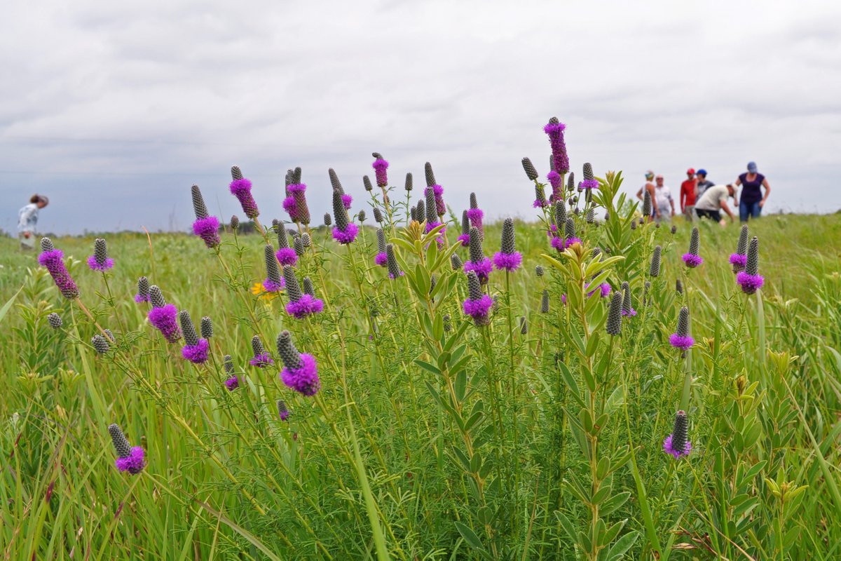 Did  you know? The Kansas Biological Survey became a formally recognized entity by an act of the Kansas legislature in 1959—but in fact, surveys of plants and animals had been happening for 93 years by then. How far back does our history go? To be continued tomorrow ...