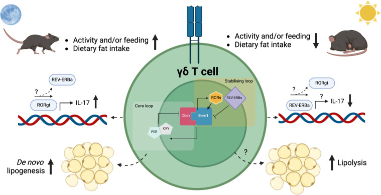 LabWaggoner's tweet photo. Time-of-day-dependent expression of IL-17 by tissue-resident innate lymphocytes in the adipose tissue drives circadian regulation of adipose tissue homeostasis and function
spotlight @ImmunityCP 
https://t.co/72nADRcyii
on
https://t.co/yk1CCccBPu https://t.co/rFYwsbMpBV