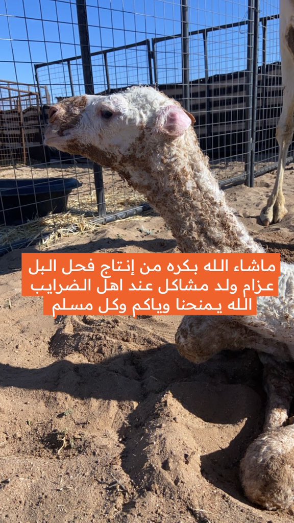 as_sf's tweet photo. ماشاء الله البكره الطخما من إنتاج فحل البل #عزام ولد #مشاكل وعند اهل الضرايب الله يمنحنا وياهم وكل مسلم https://t.co/XQYgsWxTCK