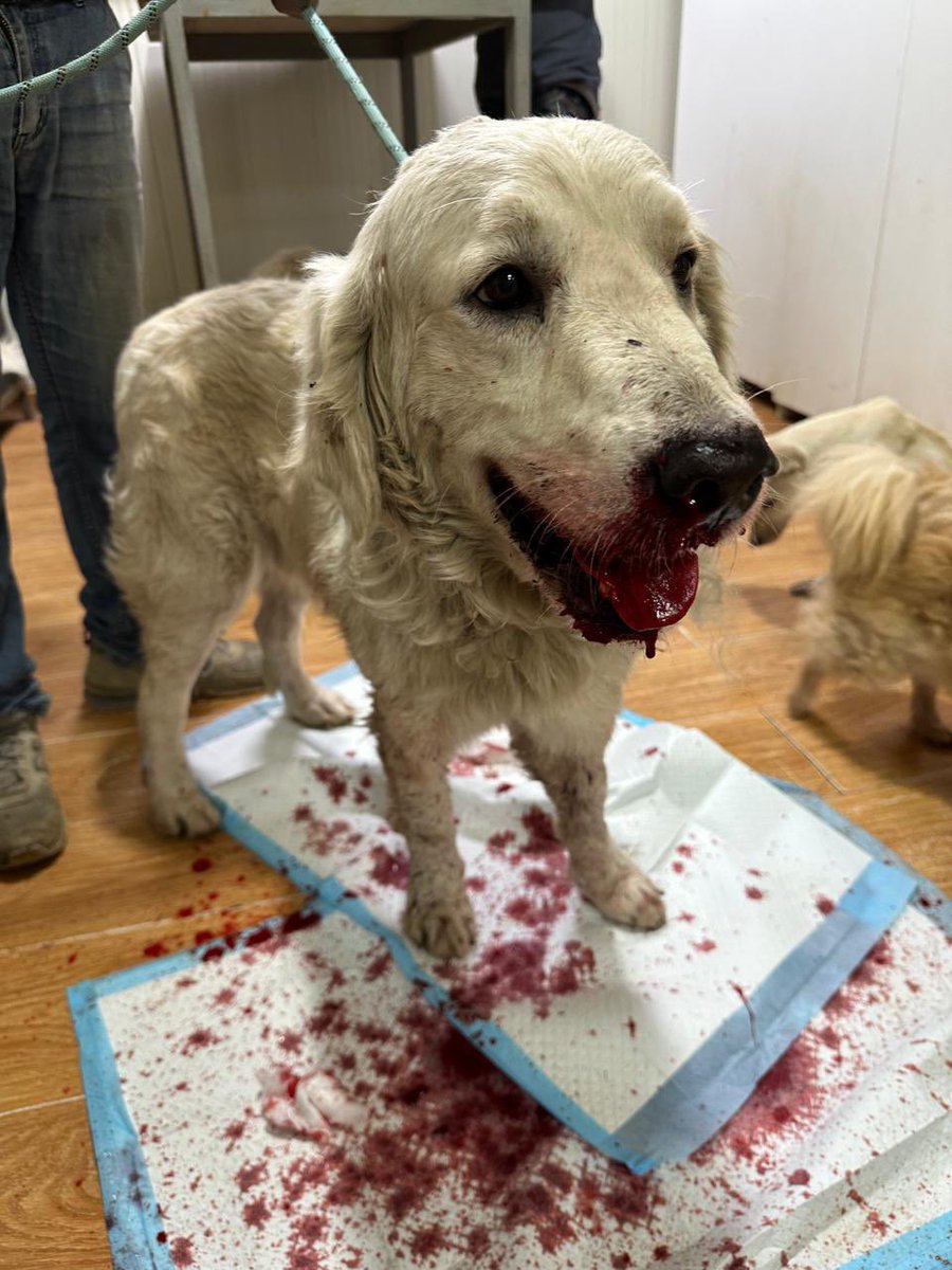 Beta Lebanon tweet media