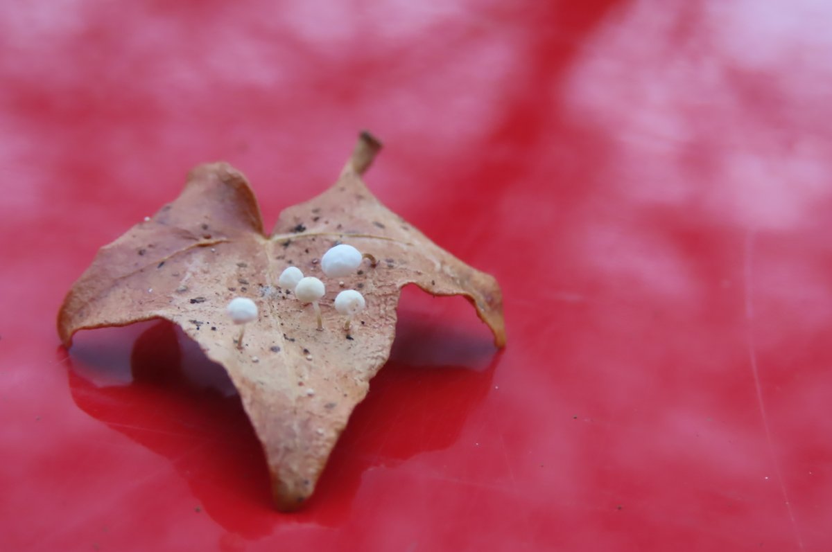 Donna Rainey tweet media