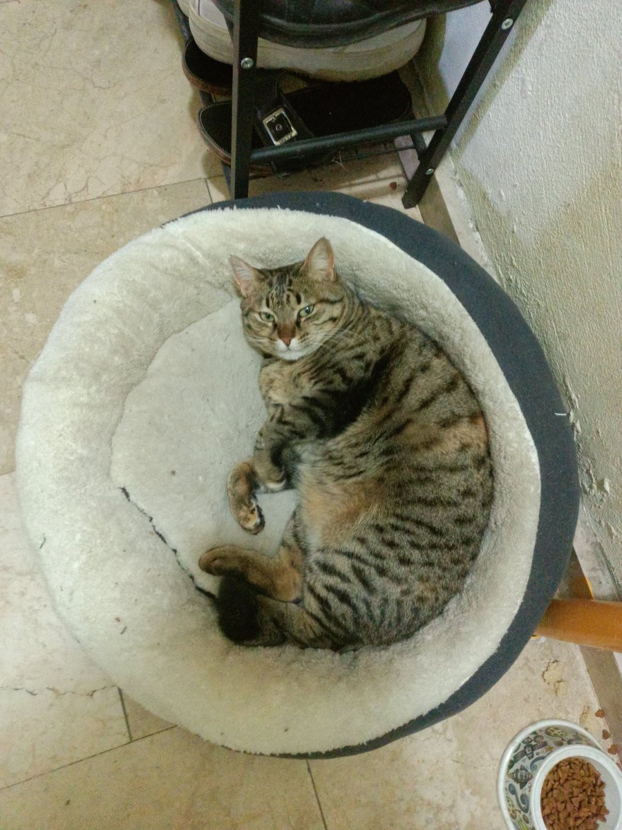 elcinnisk's tweet photo. @BioDiscoveryHub Kapının önüne alıştığı için sokağa sadece tuvaleti için iniyor.. https://t.co/6bvpmZ7Wor