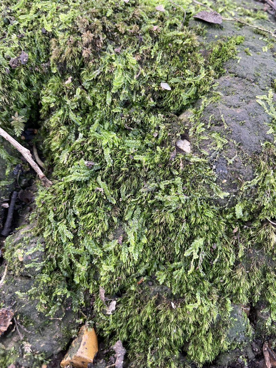 LowlandWanderer's tweet photo. A tiring day with nothing achieved. However I found some horn calcareous moss and maybe some various leaved cress-wort. @Bryophyte_World @Jamiewa50042387 https://t.co/88yWmJhM4Y