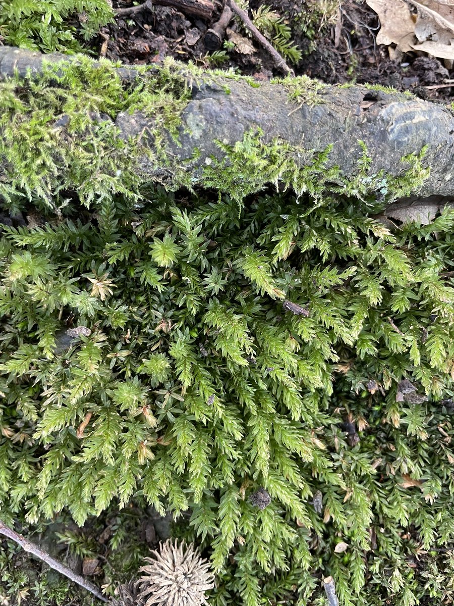 LowlandWanderer's tweet photo. A tiring day with nothing achieved. However I found some horn calcareous moss and maybe some various leaved cress-wort. @Bryophyte_World @Jamiewa50042387 https://t.co/88yWmJhM4Y