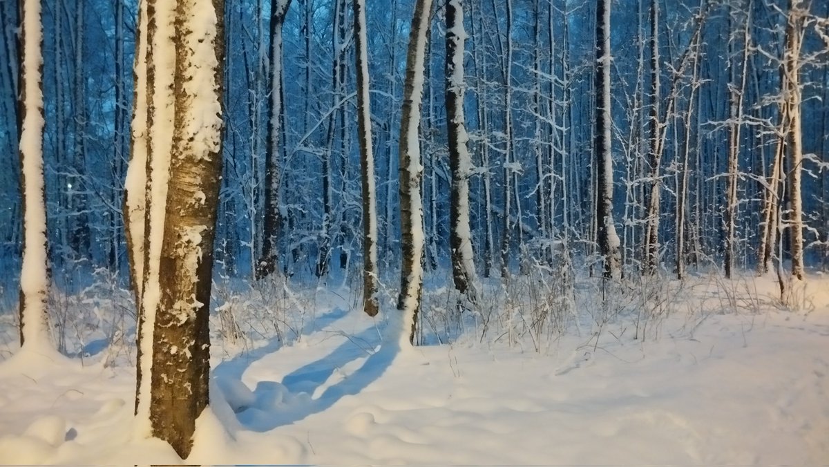 psaiker_nero's tweet photo. Зима ☃️❄️2025 🐍 https://t.co/1y0RmlhiLE