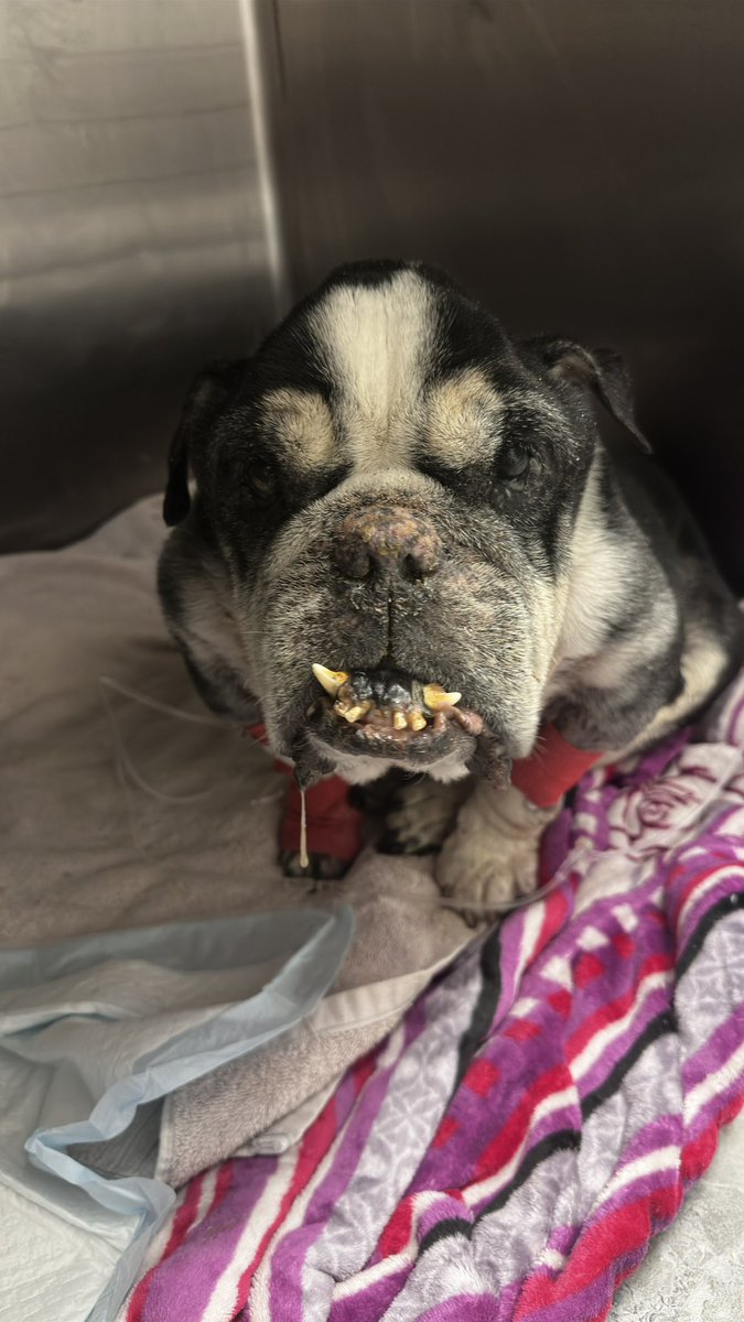 DrNanaue's tweet photo. Bulldog inglés de 10 años, está en los huesos, tiene metástasis, tumores en bazo, no come desde hace 3 días, problemas respiratorios y está letárgico. En resumen está sufriendo.
Por más que se plantearon todos los malos escenarios la dueña decidió no dormirlo y dejarlo hospitalizado para ver “si mejora”, aún cuando le dijimos que eso no pasaría.
Ya lleva un día en el hospital sin moverse, sin comer y sigue perdiendo peso.😣
Amigos sé que aman a sus mascotas pero en situaciones como esta deben dejar de ser egoístas y si ven a su mascota así, el mayor acto de amor que pueden hacer hacia ellos es terminar su sufrimiento.