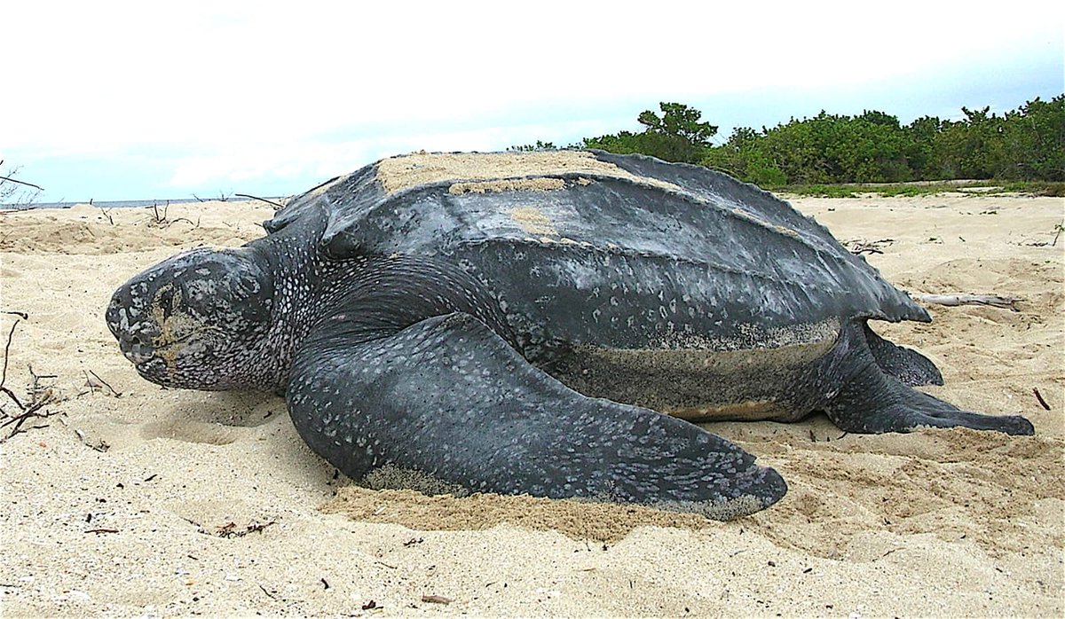 HAGOBiologia's tweet photo. Compatriotas, hoy regresamos con el primer hilo de 2025, un megahilo de las 3 especies de tortuga marina que llega a las aguas argentinas, para el cual estuve participando en un voluntariado en Uruguay, llamado Karumbe. Las especies en neustros mares son 3: https://t.co/tANca9QXOT