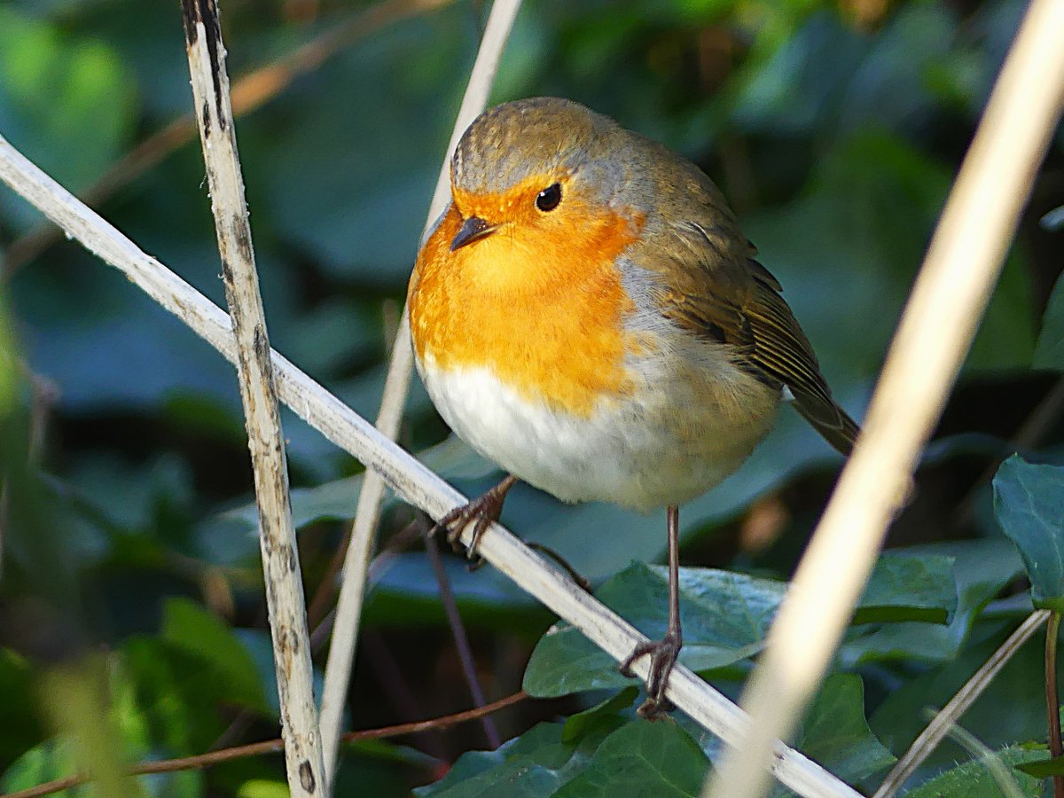 Claire Laila Dines tweet media