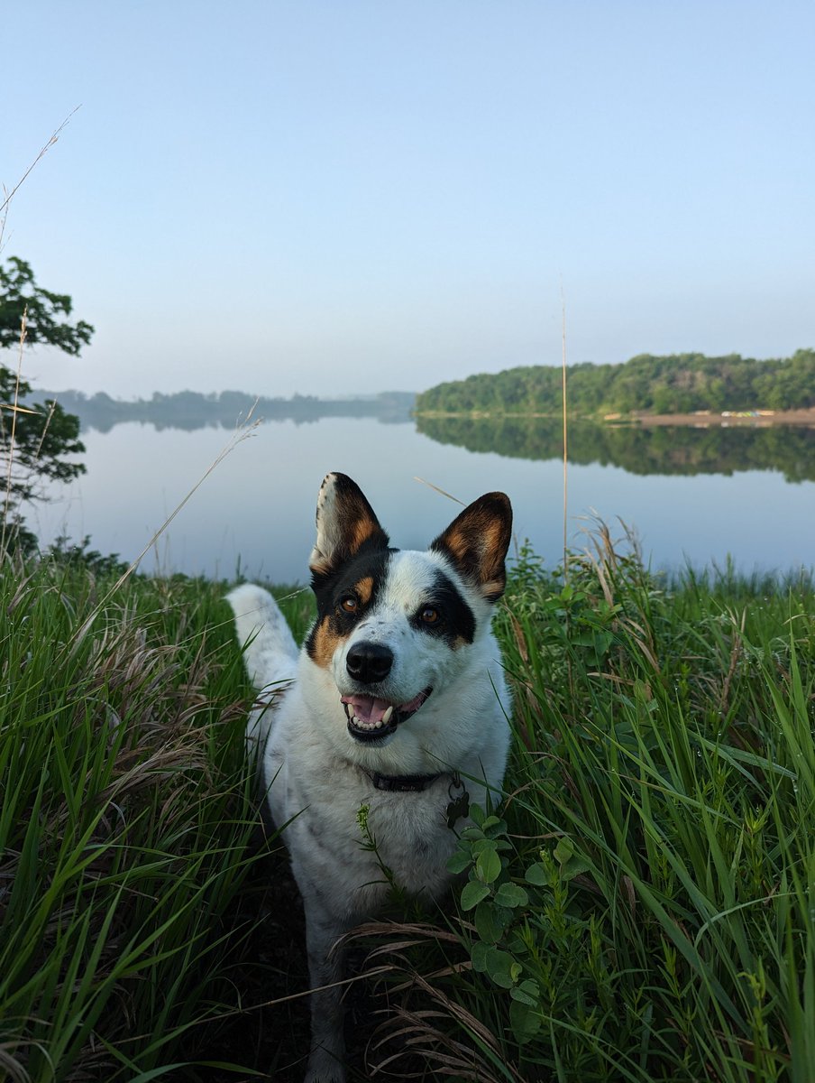 DavehGuenther's tweet photo. Enjoying a serene morning by the lake with my adventure buddy 🌅🐾. Meet Diesel, my Blue Heeler Rottweiler mix, always ready for a new exploration! #DogAdventures #NatureLover #BlueHeeler #RottweilerMix #DogPhotography #PetLovers #OutdoorLife #DogMoments https://t.co/Soviz7Jpos