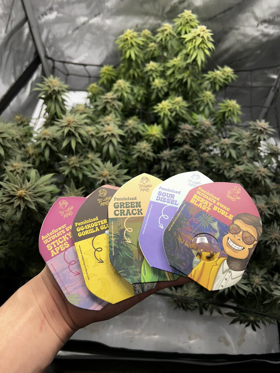 Bytrikzzz's tweet photo. Big shoutout to @StonedApeCrew for the SEEDS!! 🌿❤️ After the tents gets free we will grow the finest SAC WEED immediately! 💨🤌 

Will keep u updated here💚
(@pfo_sac is a legend) https://t.co/y02IfE7LDZ